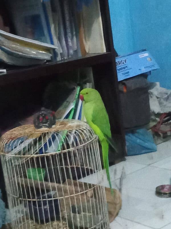 Green Ringneck 5