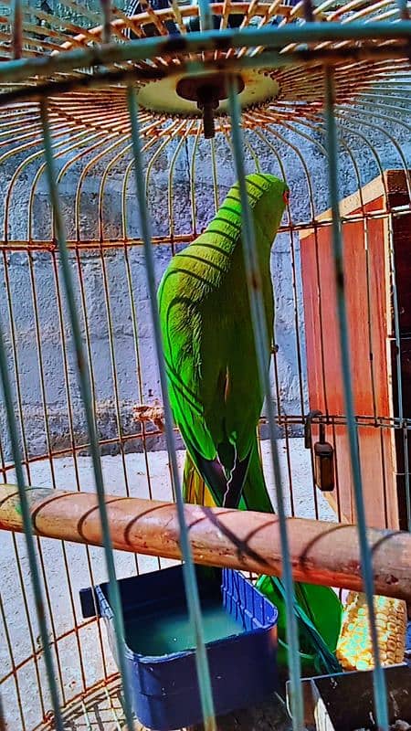 Green Ringneck 7