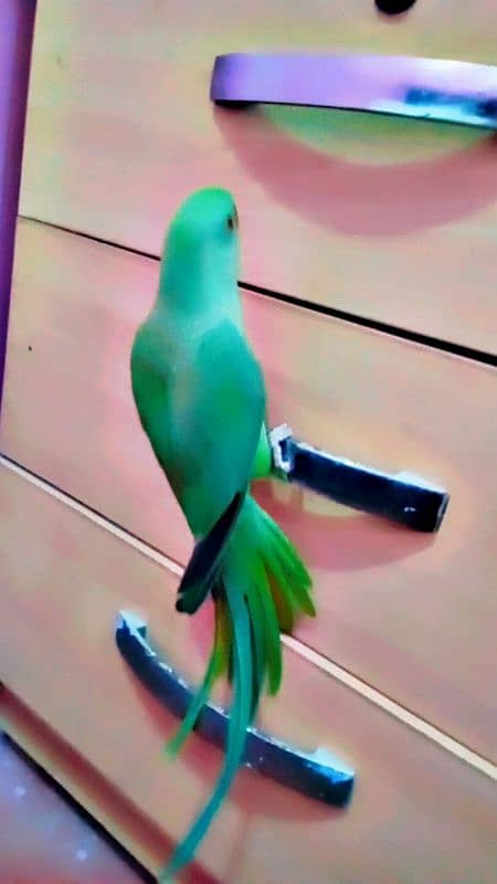 Green Ringneck 8