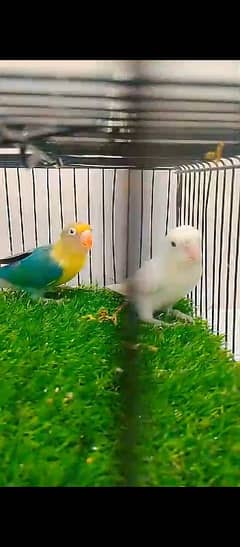 breeder love birds