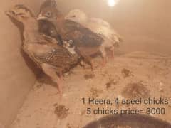 Aseel roosters and Hen