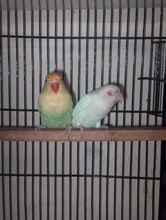 Lovebirds Albino