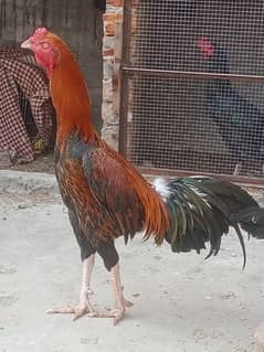 Burmi +Turkish Murga urgent sale high quality