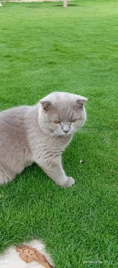 Cute Scottish Fold