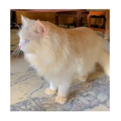 Doll face full long cout blue eyes male cat