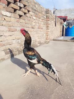 Aseel mainwali jawa murga and under exhibition birds 03125493963 w/s