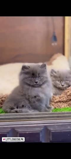 Persian cat for sale male or female my WhatsApp 0329=82=46=272