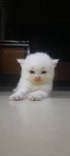 Persian Kitten | Triple Coated | Golden Eyed