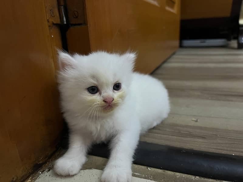 Persian Kitten | Triple Coated | Golden Eyed 3