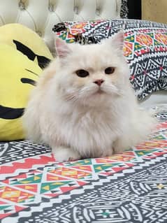 Persian cat female