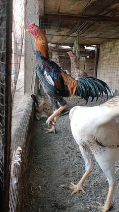 Shamo/ eggs ayam cemani eggs and chicks