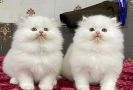 Persian kittens 03367222746