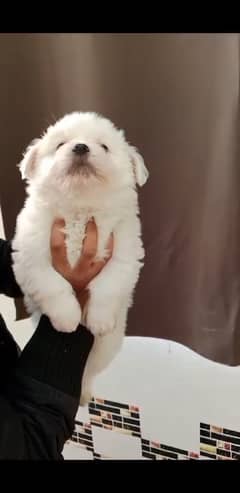 Maltese Puppies