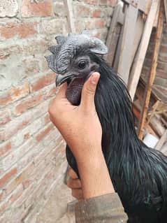 Gray Tongue Ayam Cemani For sale