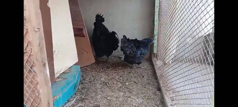 Gray Tongue Ayam Cemani For sale 1