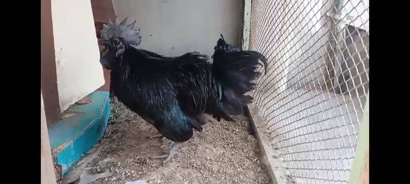 Gray Tongue Ayam Cemani For sale 2