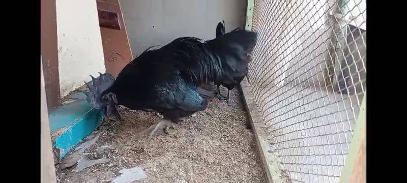 Gray Tongue Ayam Cemani For sale 3