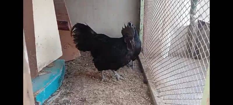 Gray Tongue Ayam Cemani For sale 4