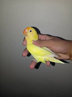 Creamino DNA Male for sale  lovebirds love birds