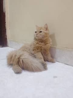 Persian kitten