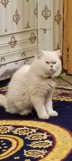 Persian, Warm white male Cat