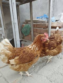 lohmann brown hens daily eggs dy rai hain 03143077582