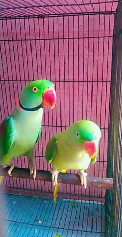 kashmeeri Raw parrots