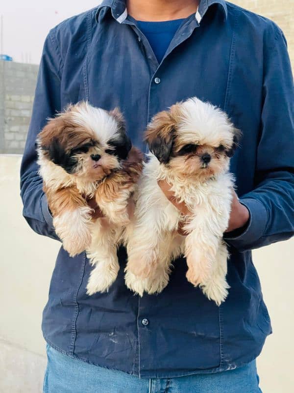 Show class Quality Shihtzu Male imported bloodline 0