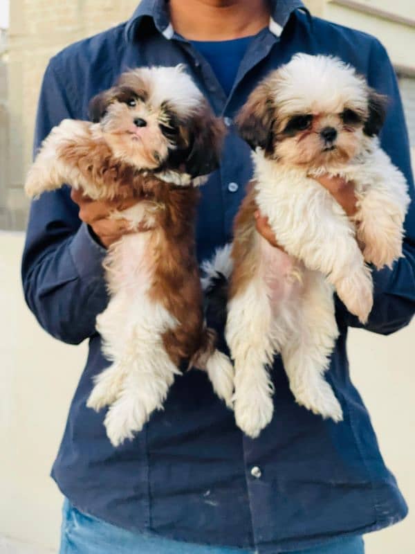 Show class Quality Shihtzu Male imported bloodline 1