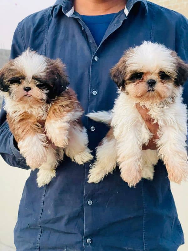 Show class Quality Shihtzu Male imported bloodline 3