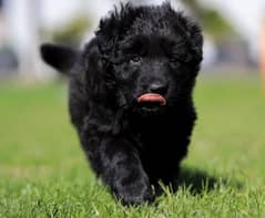 German long coat puppy