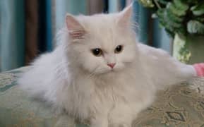 White Persian Female kitten for sale