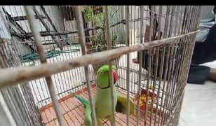 Talking parrot for sale or exchange with hand tame