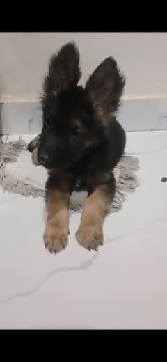 1 month old German shepherd