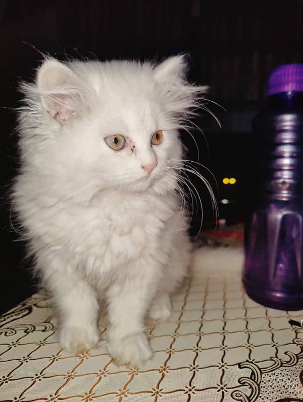 Persian Triple coat Female kitten. 1