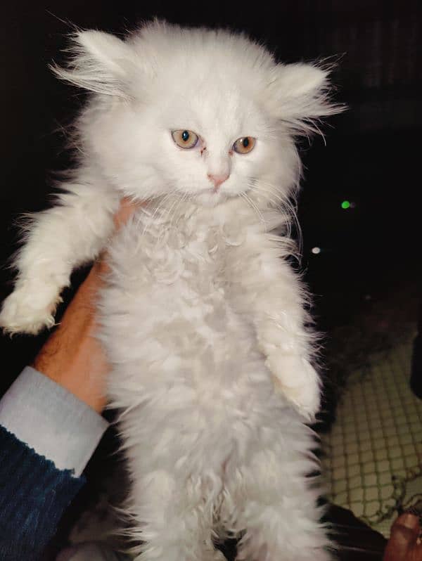 Persian Triple coat Female kitten. 4