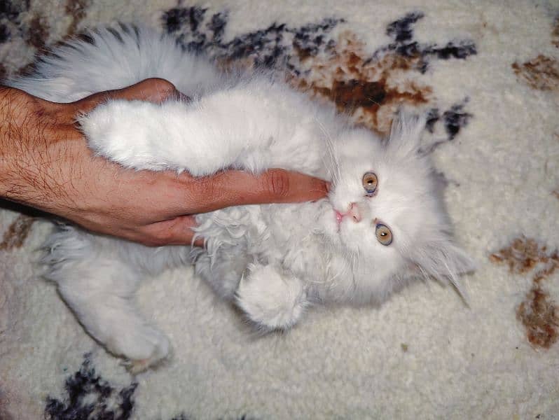 Persian Triple coat Female kitten. 3