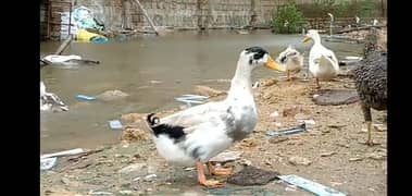 ducks