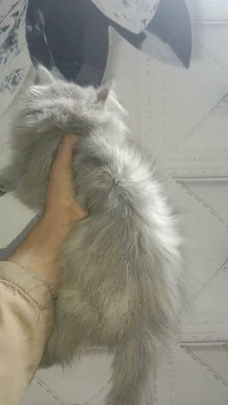 grey colour 3 koy fluffy kitten for sale 1