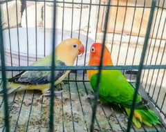 top quality love birds pair 03339830919