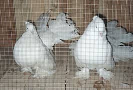 American Fantail Breeder Pair