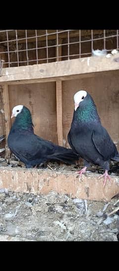 black mukhi pair