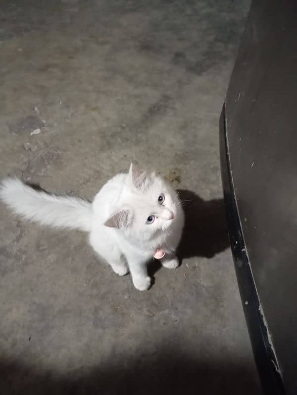 Persian White Cat 2