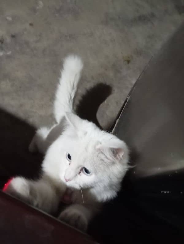 Persian White Cat 3