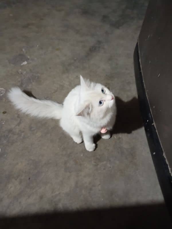 Persian White Cat 5