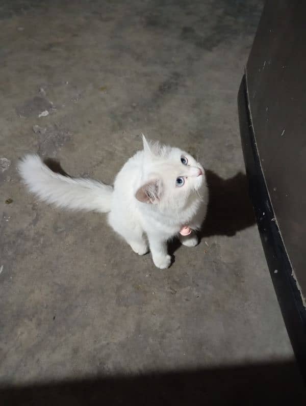 Persian White Cat 6