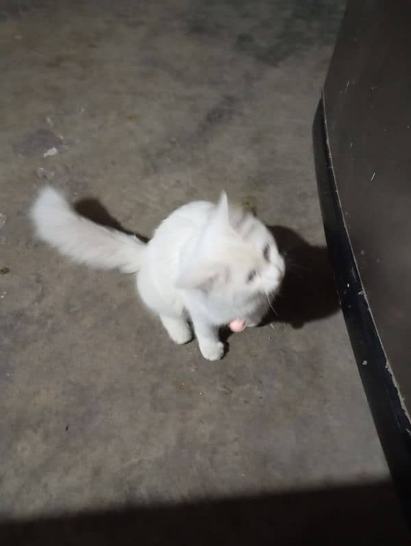 Persian White Cat 9