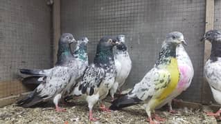 Sialkoti jhonsiry cheeny kasoori pigeons for sale