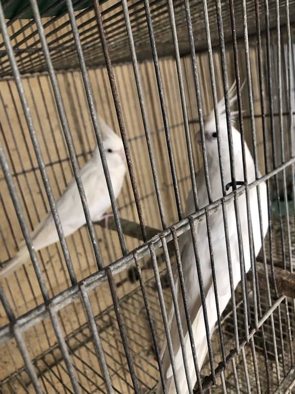 cockatiel eno red eyes 4 pair 0