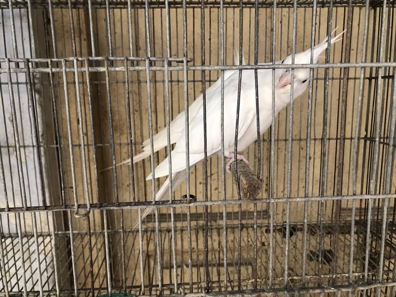 cockatiel eno red eyes 4 pair 2